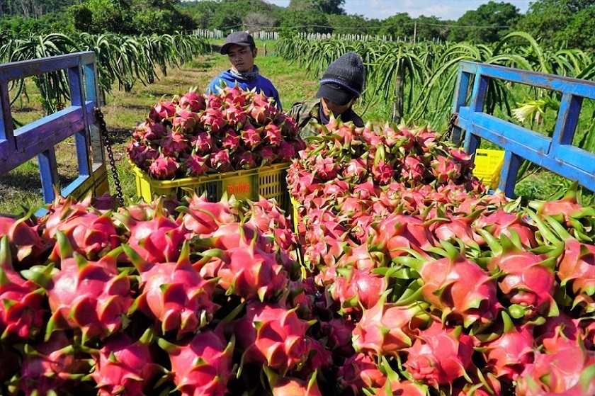 White Meat Dragon Fruits