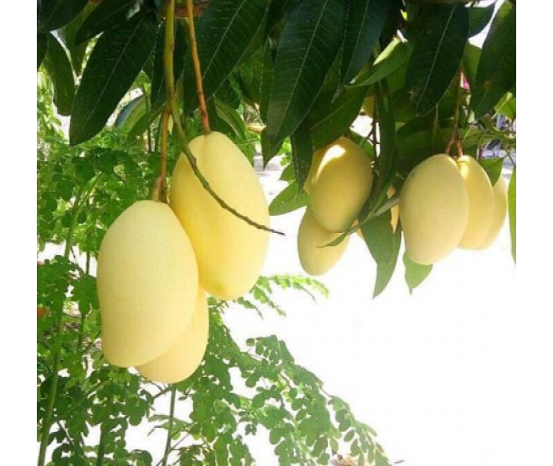 Fresh Mango Vietnam