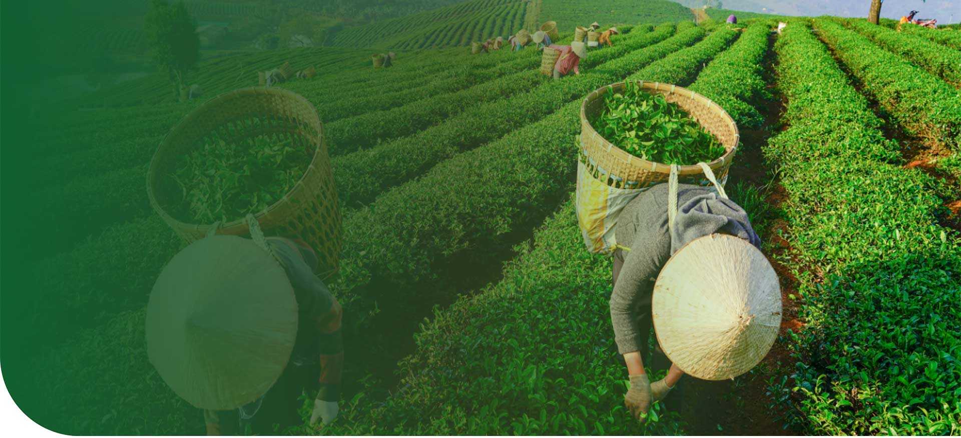 FGC - Vietnam Tea