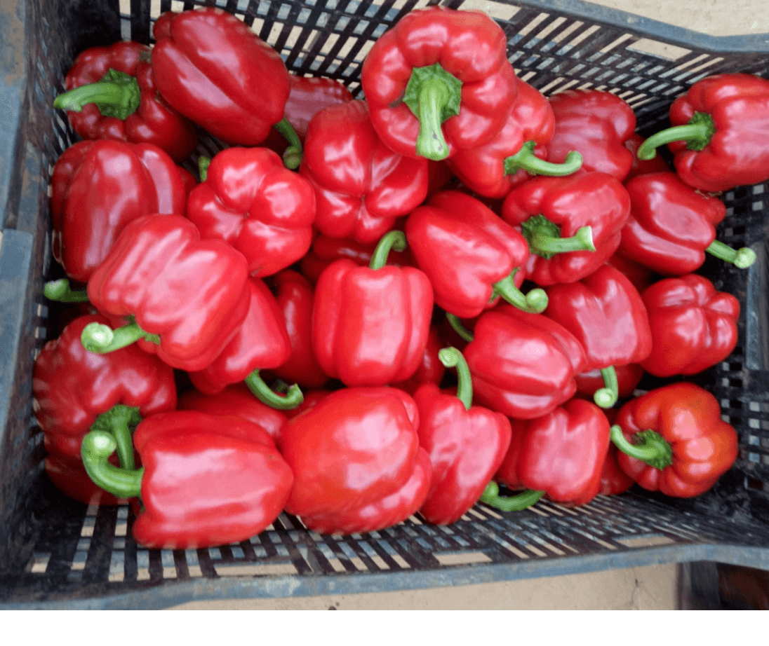 Fresh Capsicum