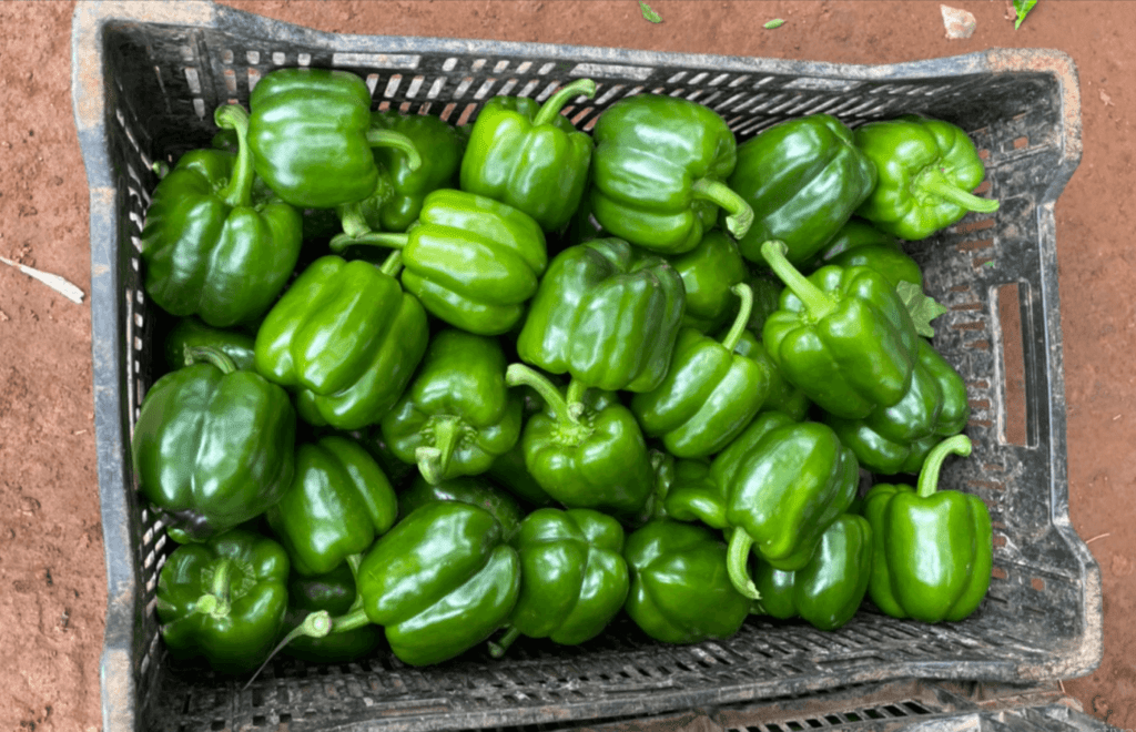 Fresh Capsicum