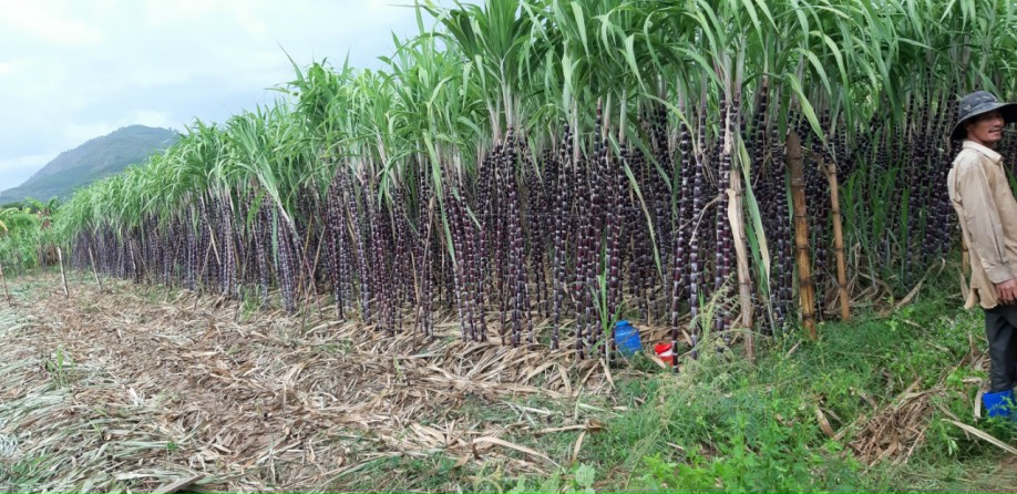 Red Sugarcane