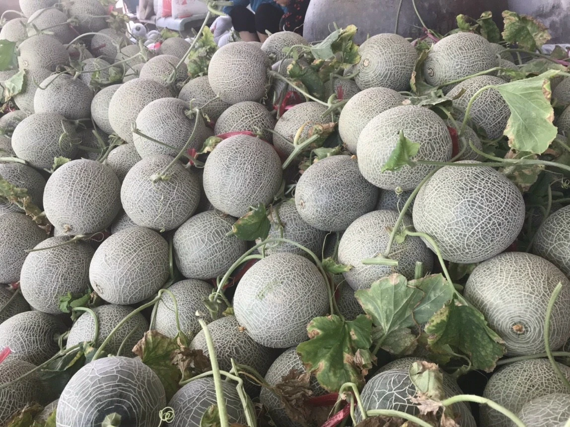 Vietnam Expo | Cantaloupe