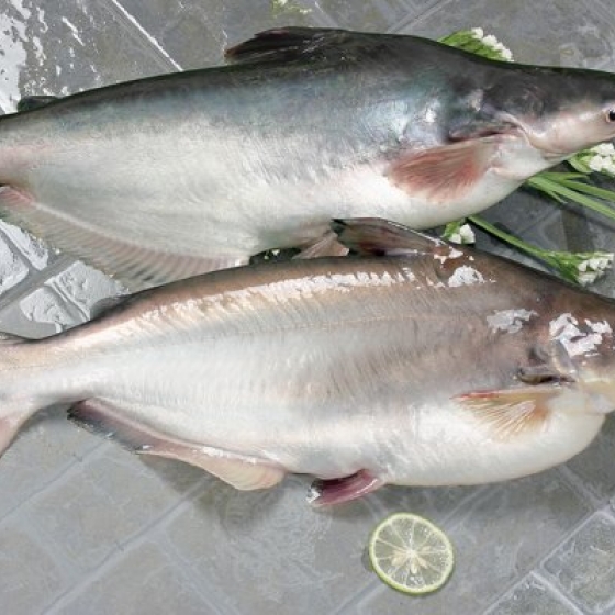 Pangasius Whole Gutted