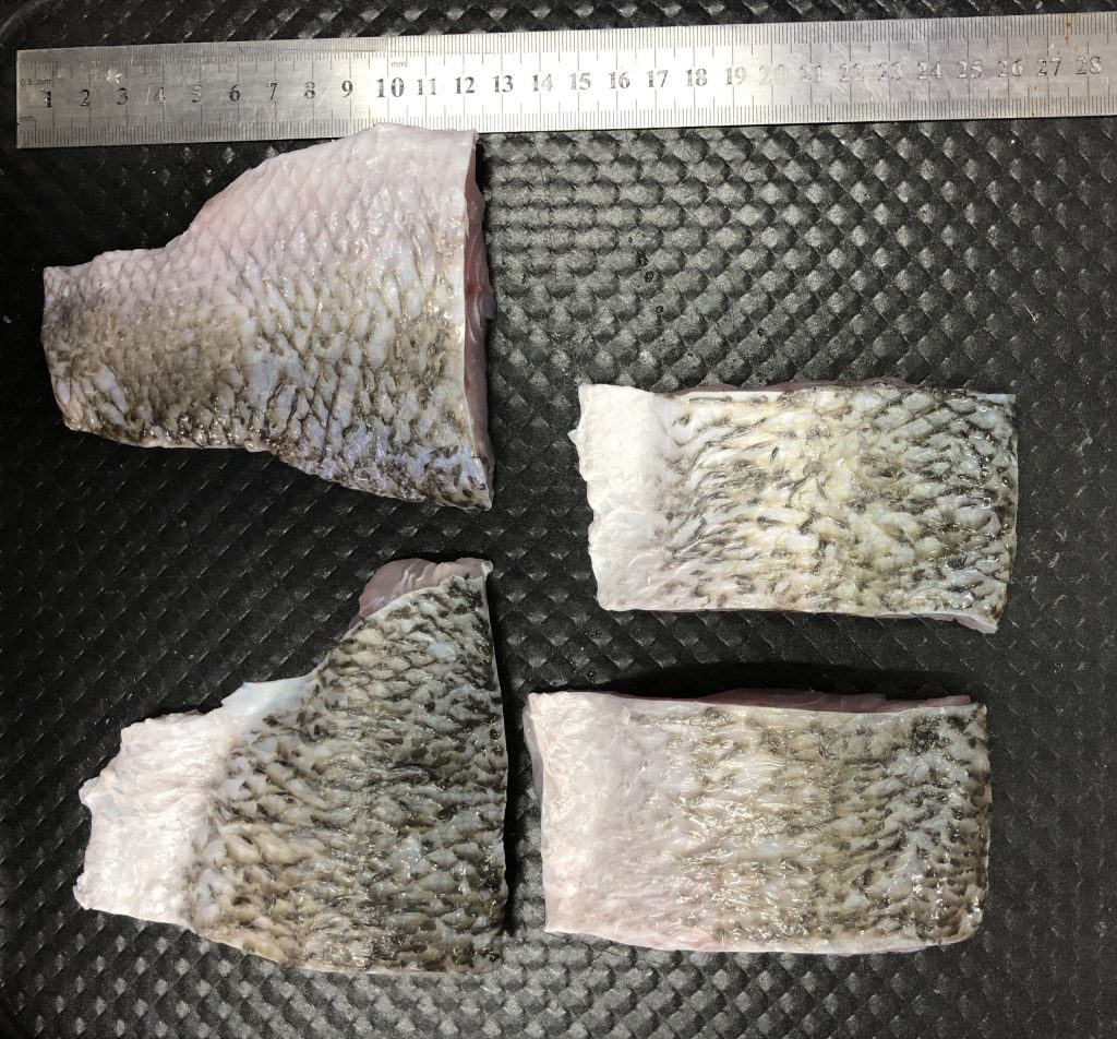 Barramundi Fillet Portion