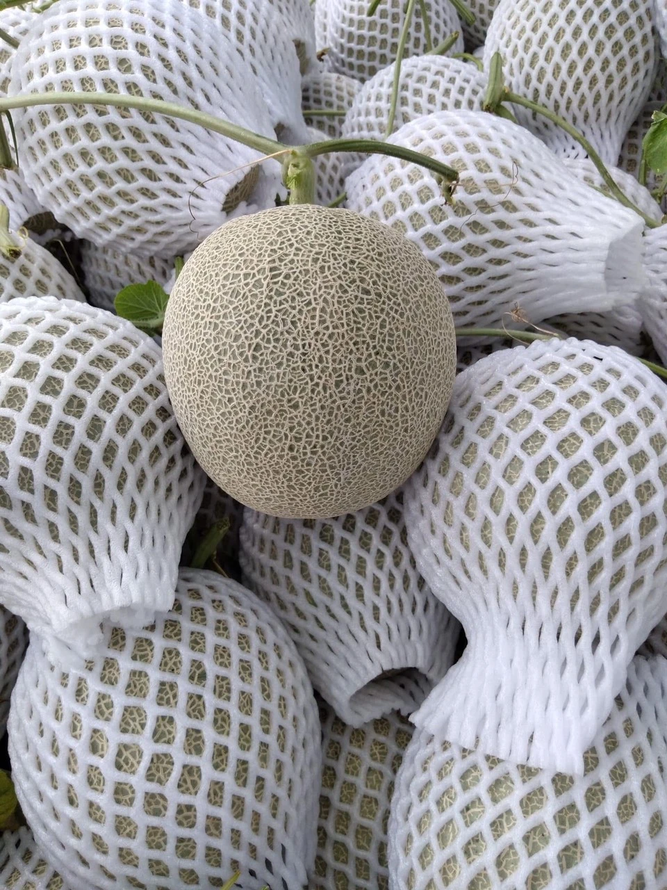 Vietnam Expo | Cantaloupe