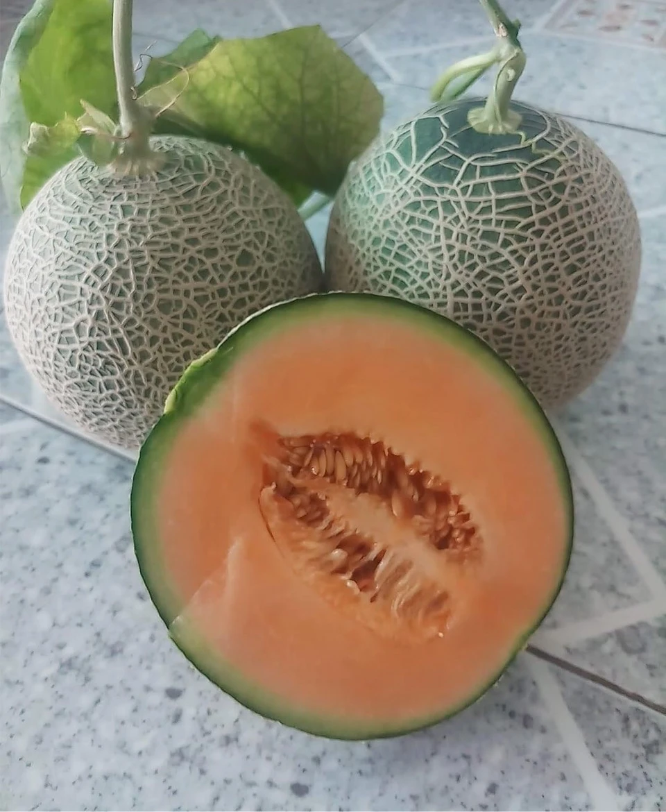 Vietnam Expo | Cantaloupe