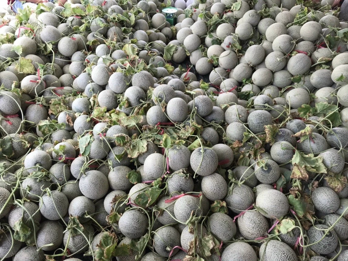 Vietnam Expo | Cantaloupe