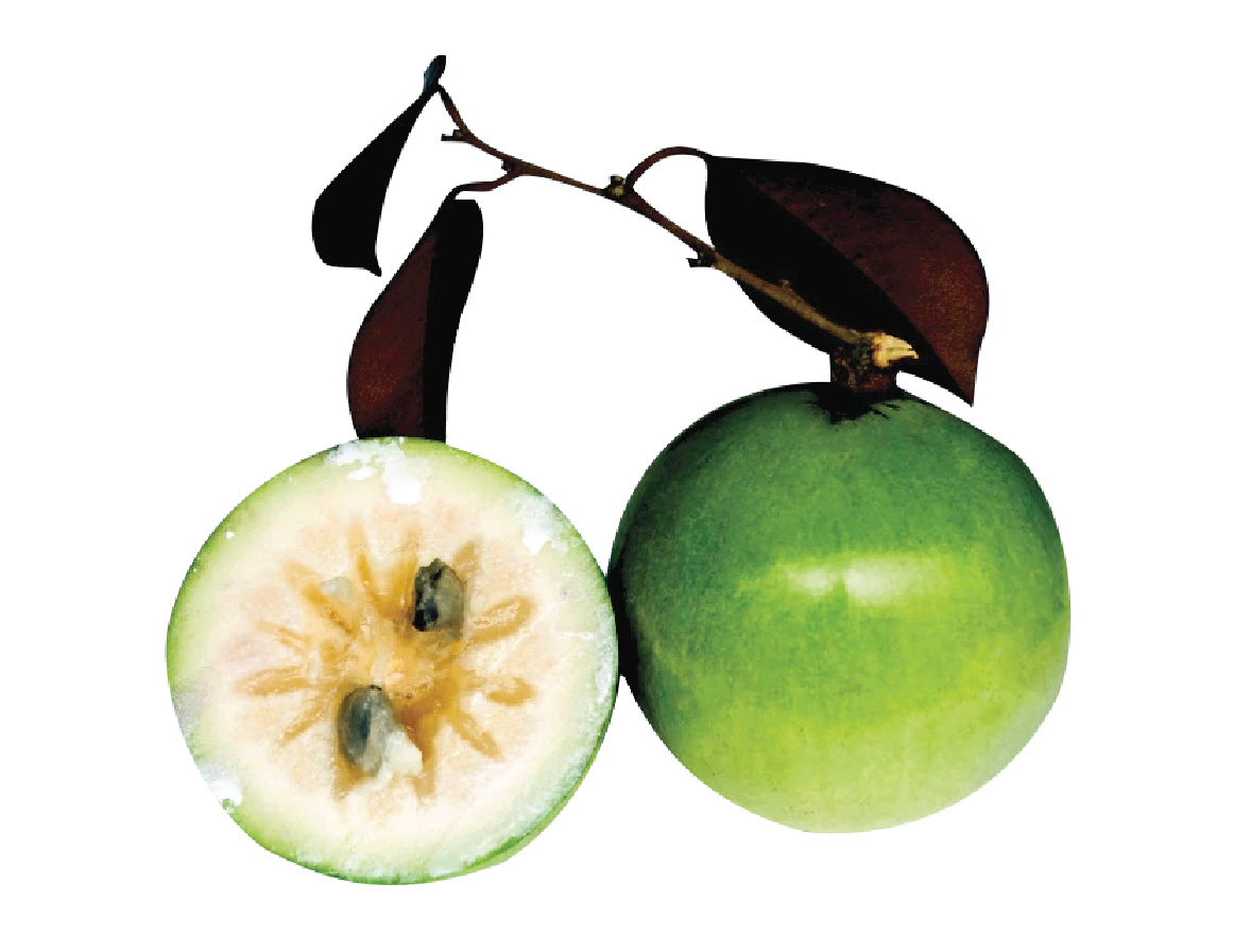 Star Apple