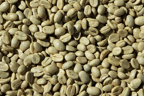 Robusta S16; S18 Standard