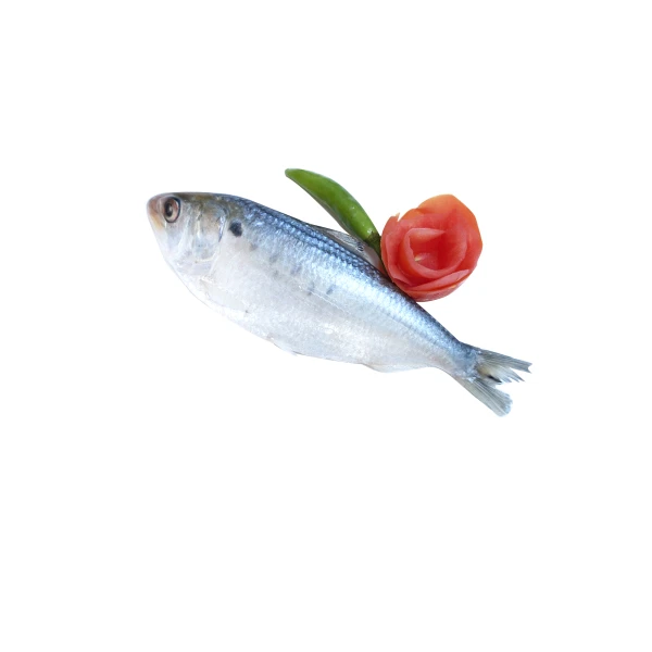 Dotted Gizzard Shad Fish Or Hilsha