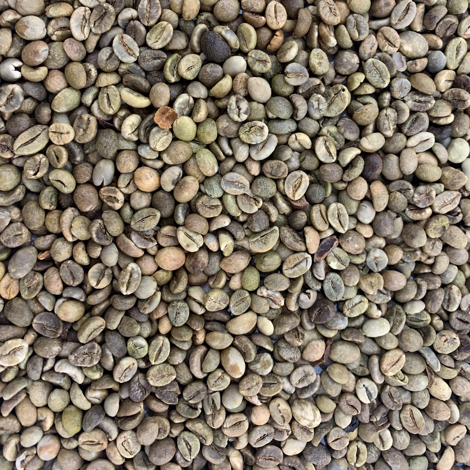 Robusta Grade 1 S18 Standard