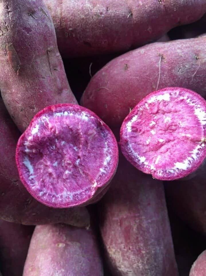 Purple Sweet Potato