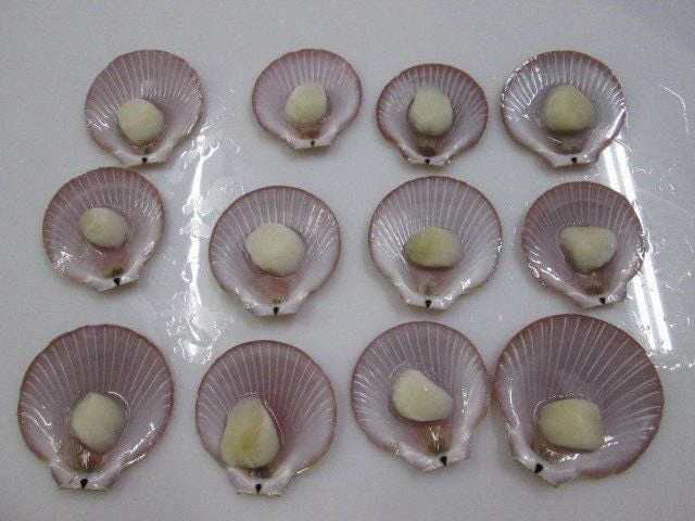 Scallop Meat