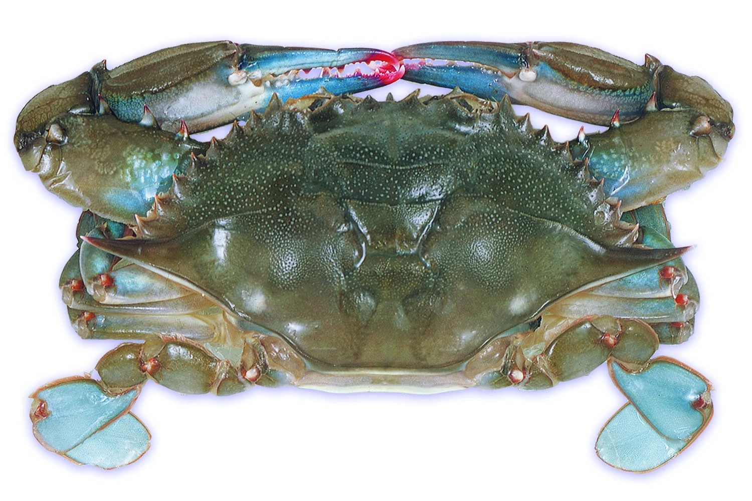 Soft Shell Blue Crab