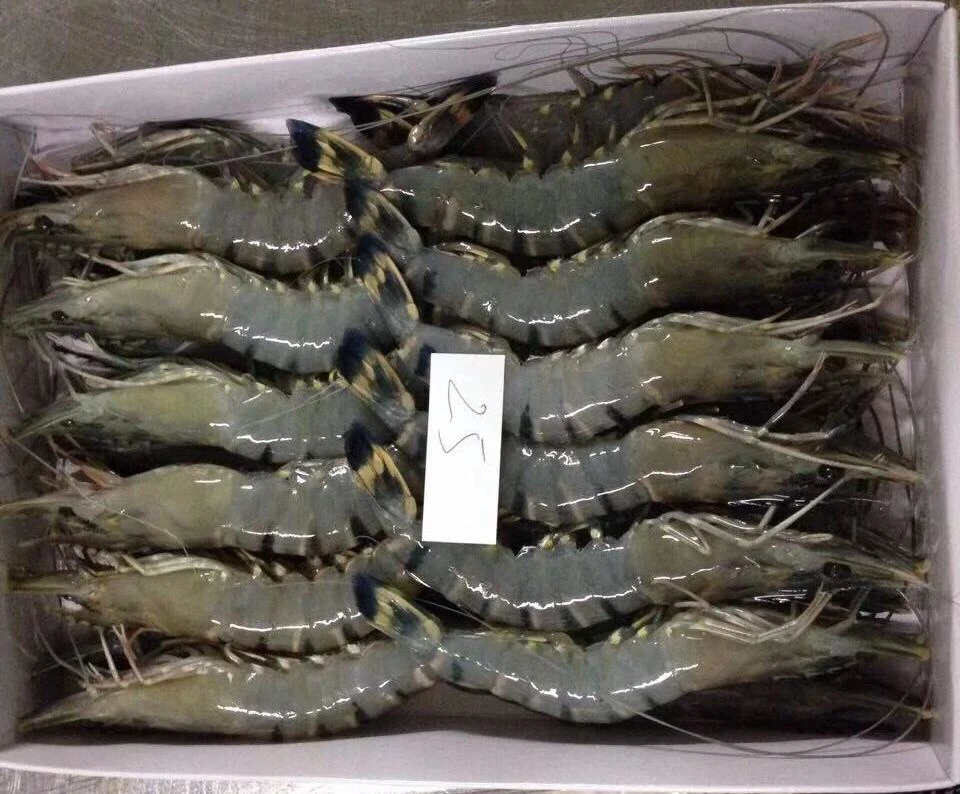 Black Tiger Shrimp