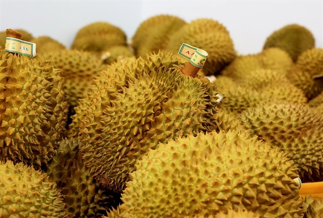Durian Vietnam Gaining Prominence as a Top Export