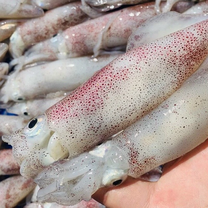 Whole Cleaned Squid