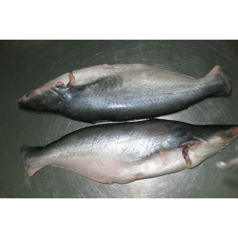 Pangasius WR