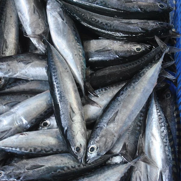 Bulet Tuna
