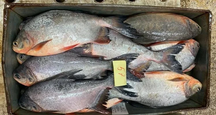 Red Pomfret Fish