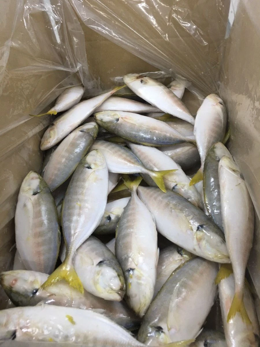 Frozen Yellow Tail
