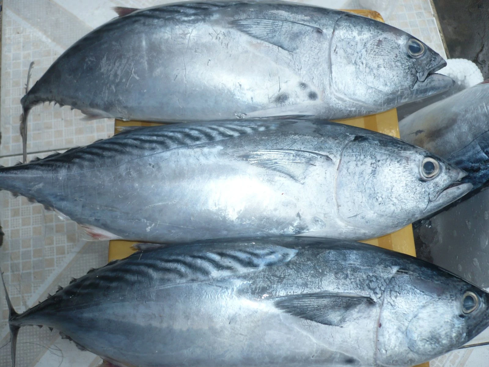 Frozen Tuna