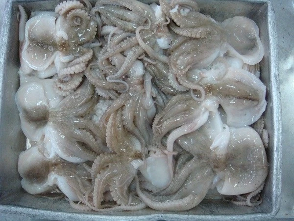 Frozen Octupus