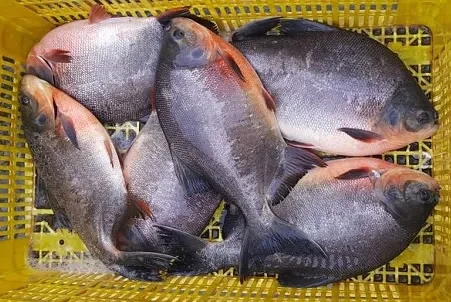 Red Pomfret Fish