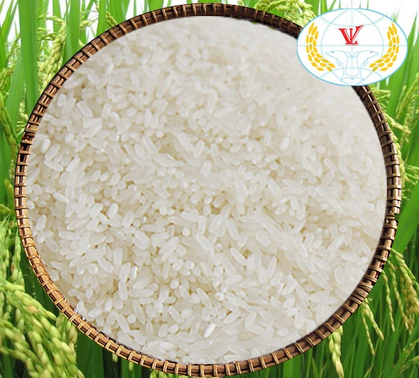 Japonica Rice VN