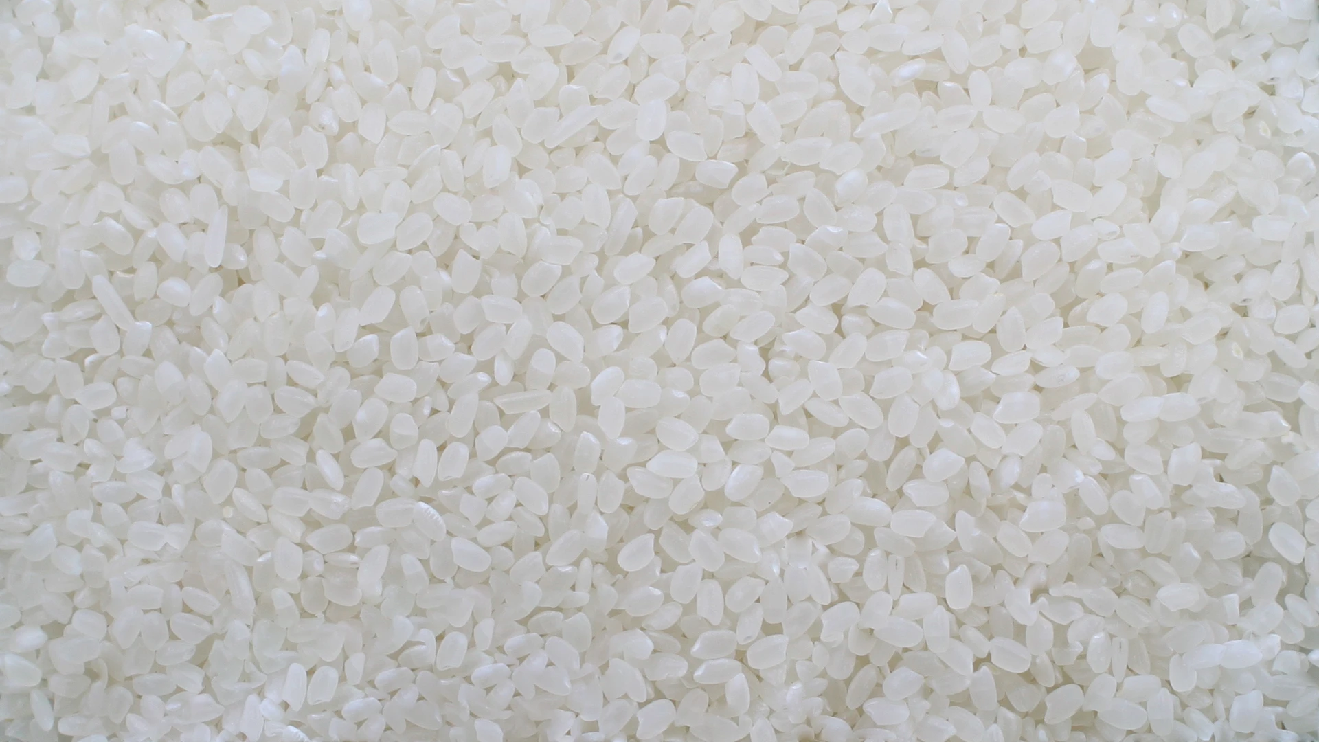 Vietnam Japonica Rice