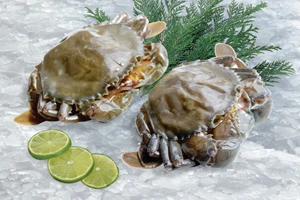 Soft Shell Crab