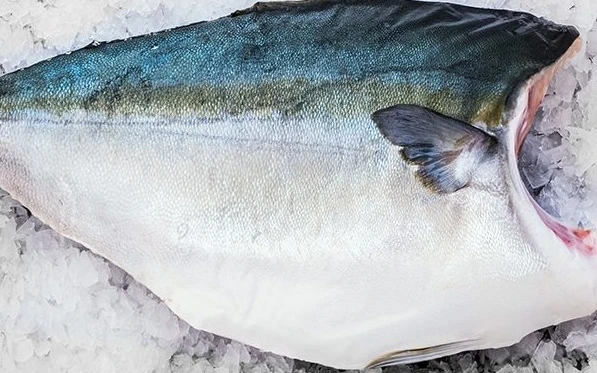 Yellow Tail Fish