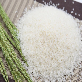 Japonica Rice