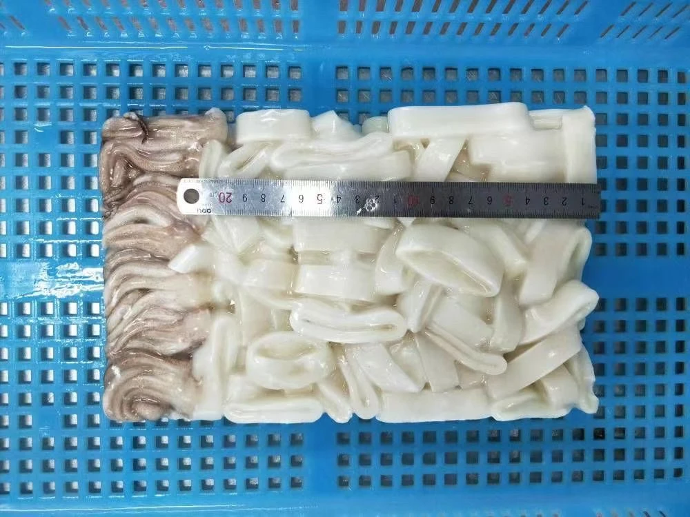 Frozen Loligo Squid