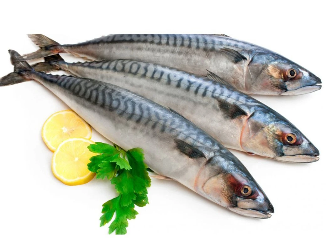 Mackerel Scad