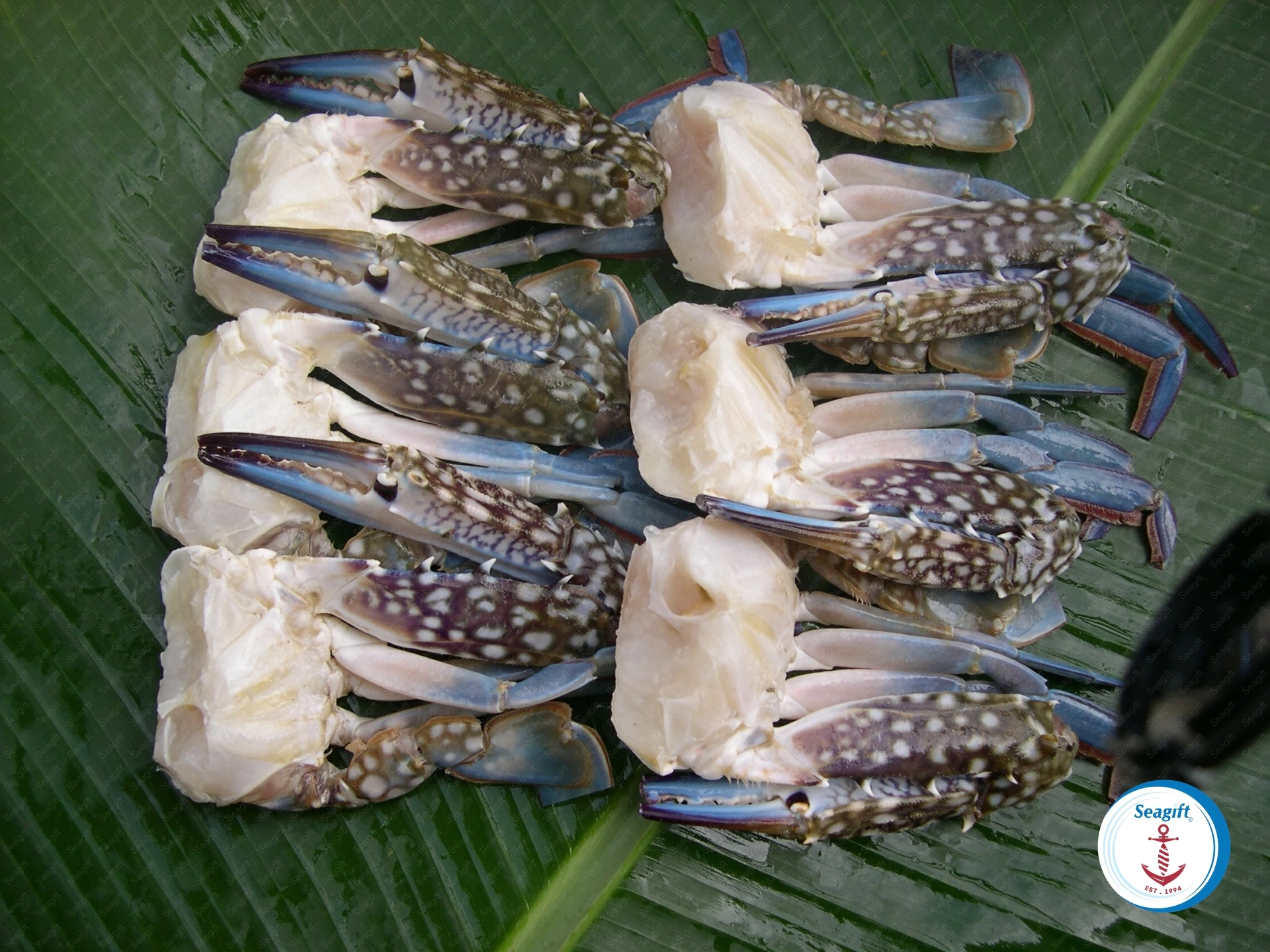 Half Cut Swimming Crab