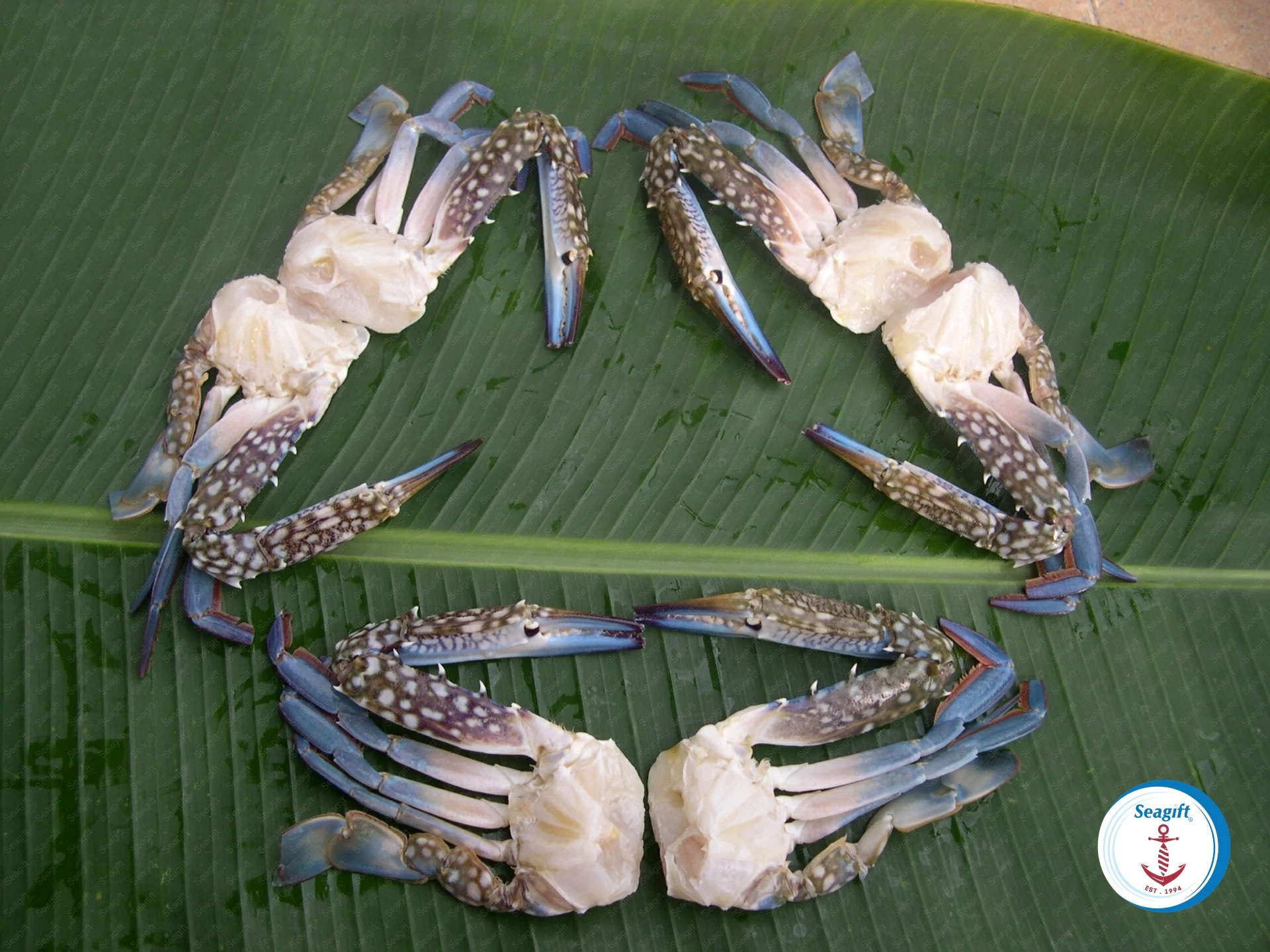 Half Cut Swimming Crab