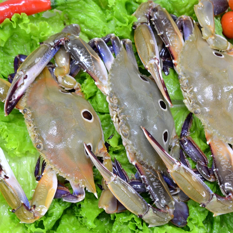 Frozen Whole Round Blue Swimming Crab