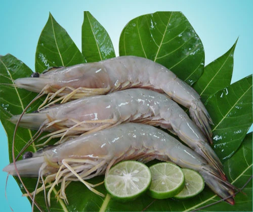 HOSO Black Tiger Shrimp