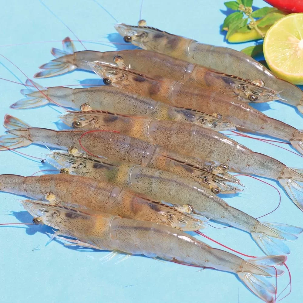 Raw HOSO Vannamei Shrimp