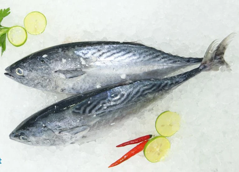 Skipjack Tuna