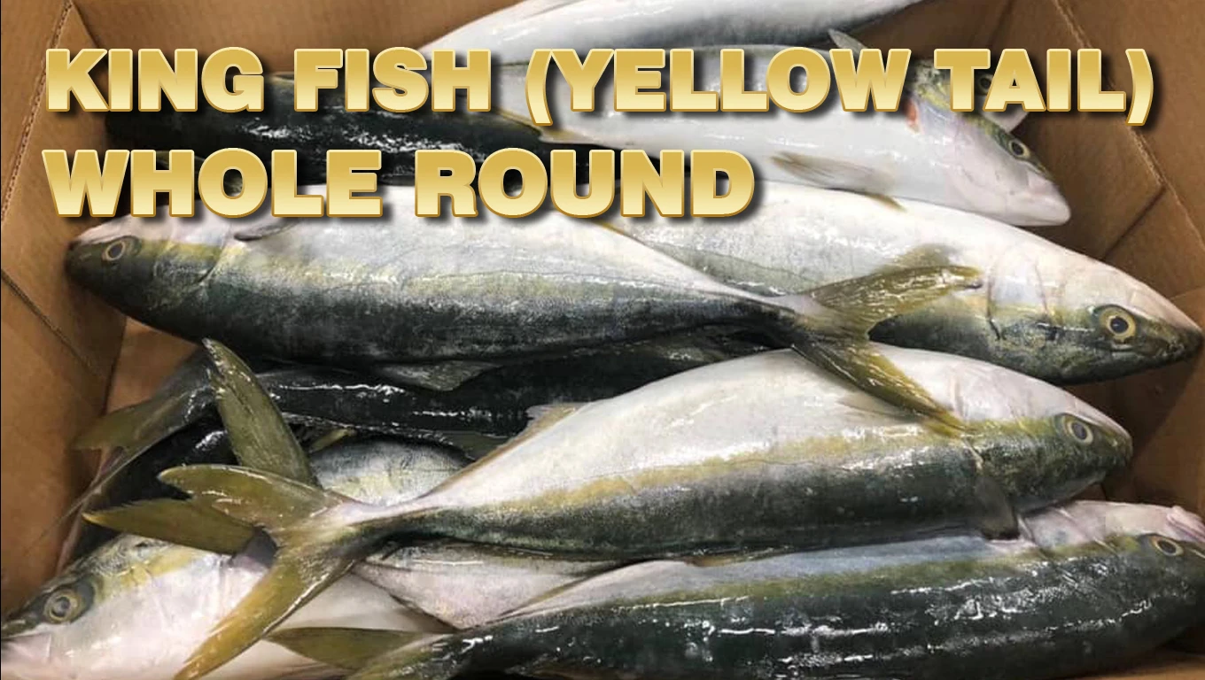 Yellow Tail Fish