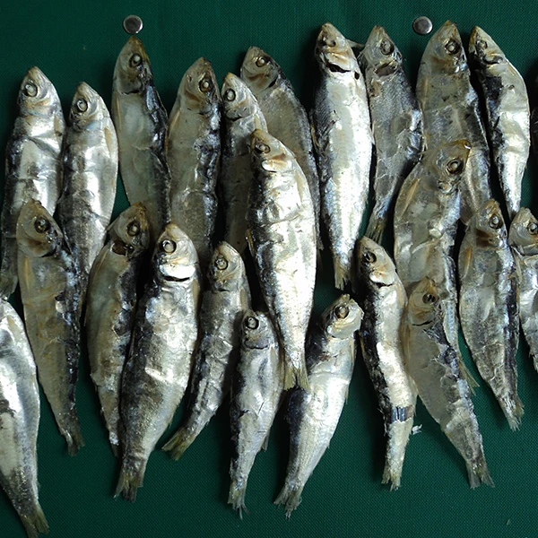 Dried Big Eye Herring