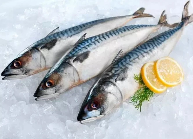 Mackerel