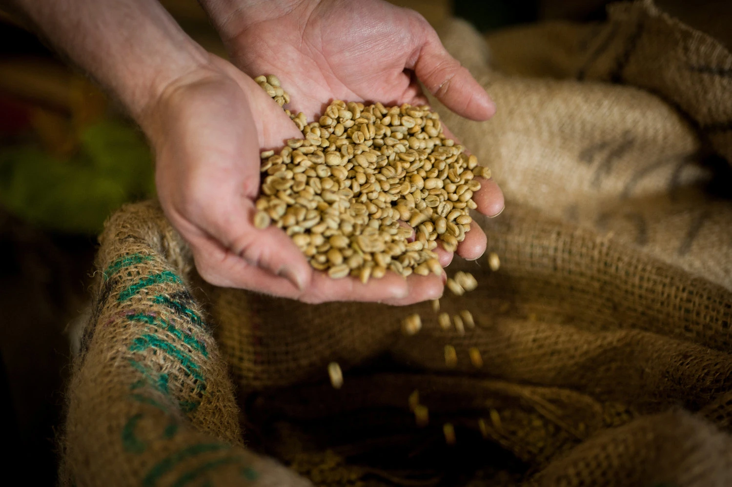 Green Coffee Beans