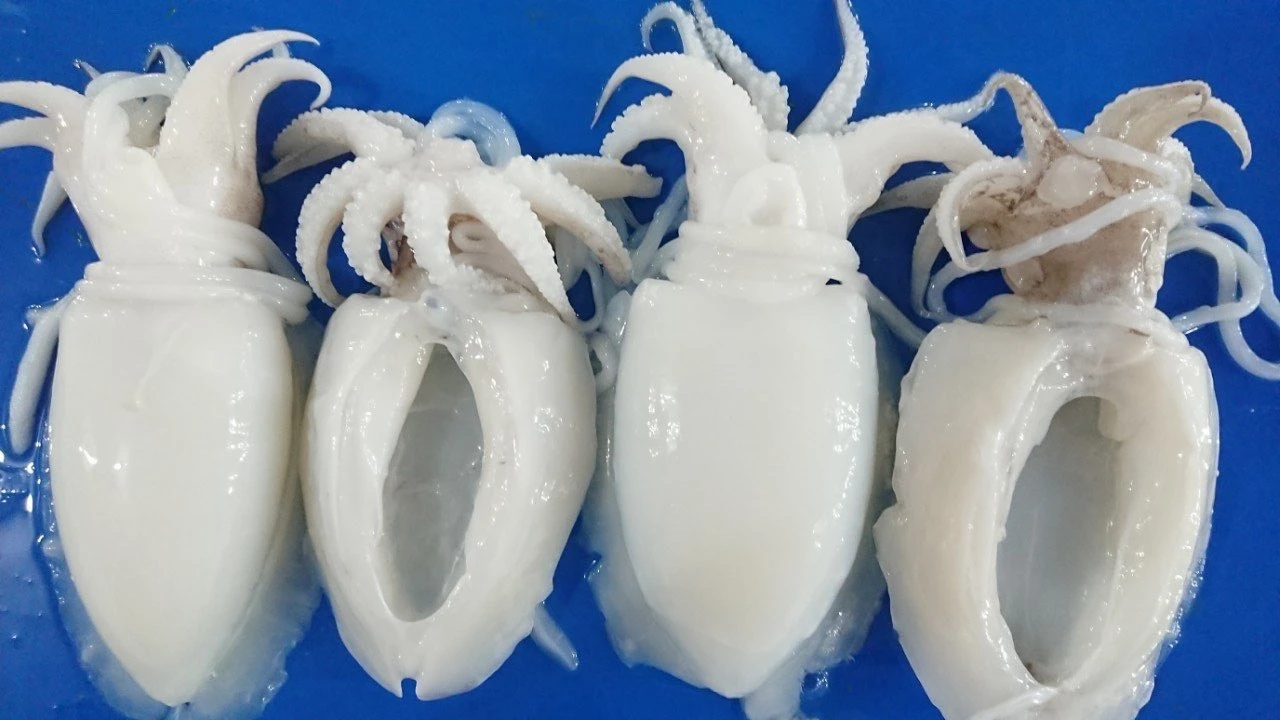 Whole Cleaned Cuttlefish IQF