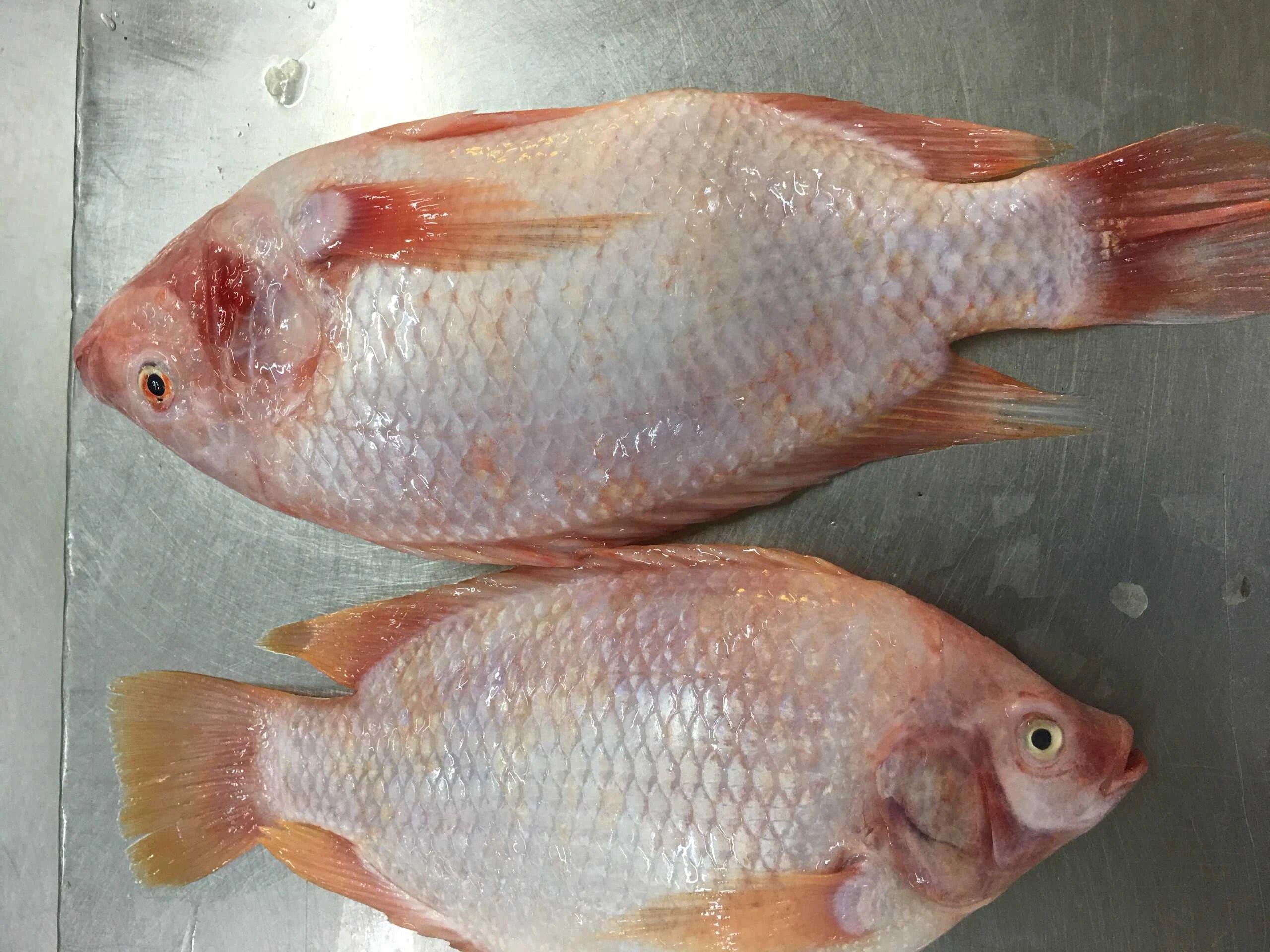 Red Tilapia