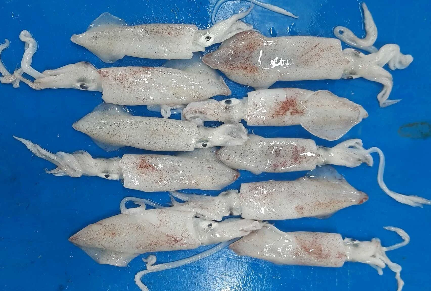 Squid Whole Round