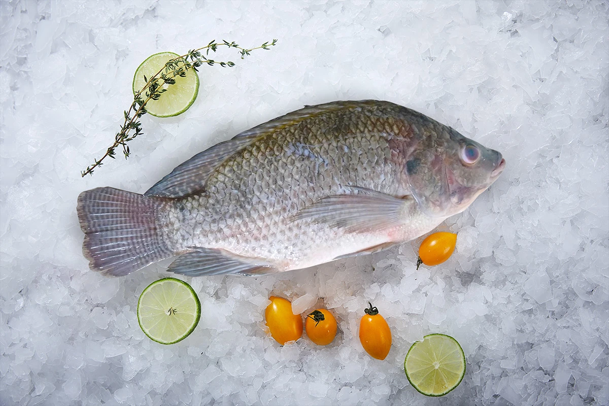 Frozen Black Tilapia